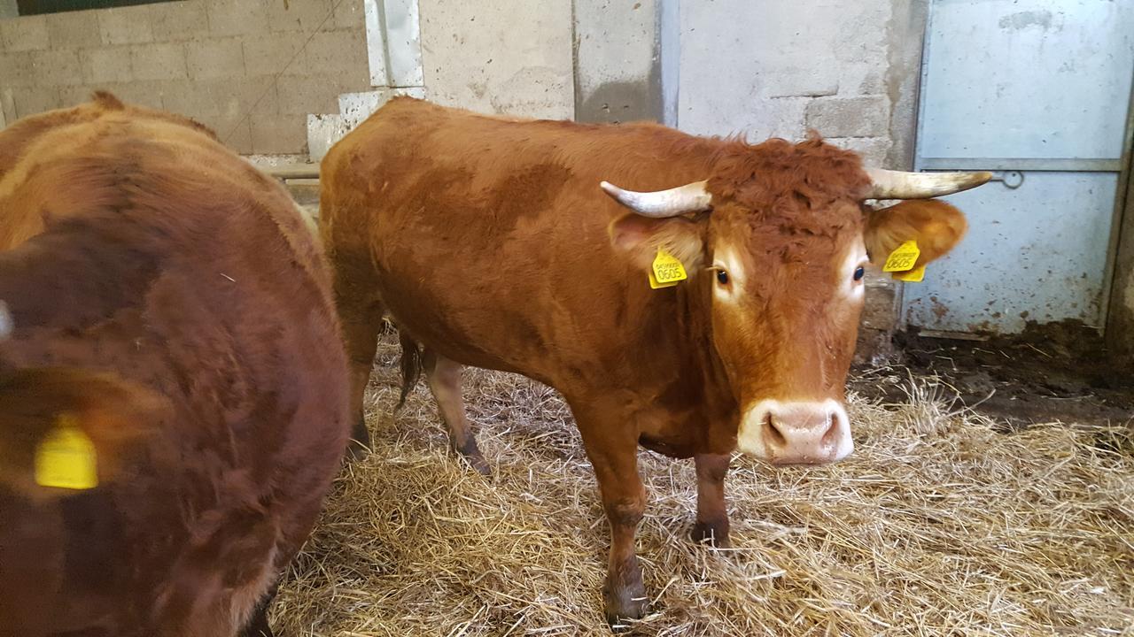 B&B Podere Montese Villafranca in Lunigiana Eksteriør bilde