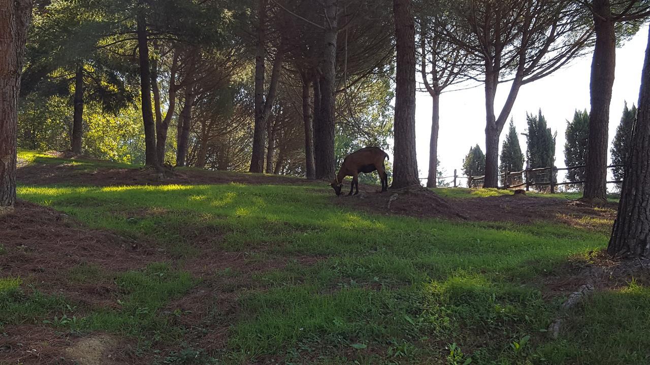 B&B Podere Montese Villafranca in Lunigiana Eksteriør bilde