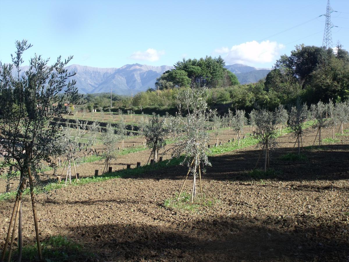 B&B Podere Montese Villafranca in Lunigiana Eksteriør bilde